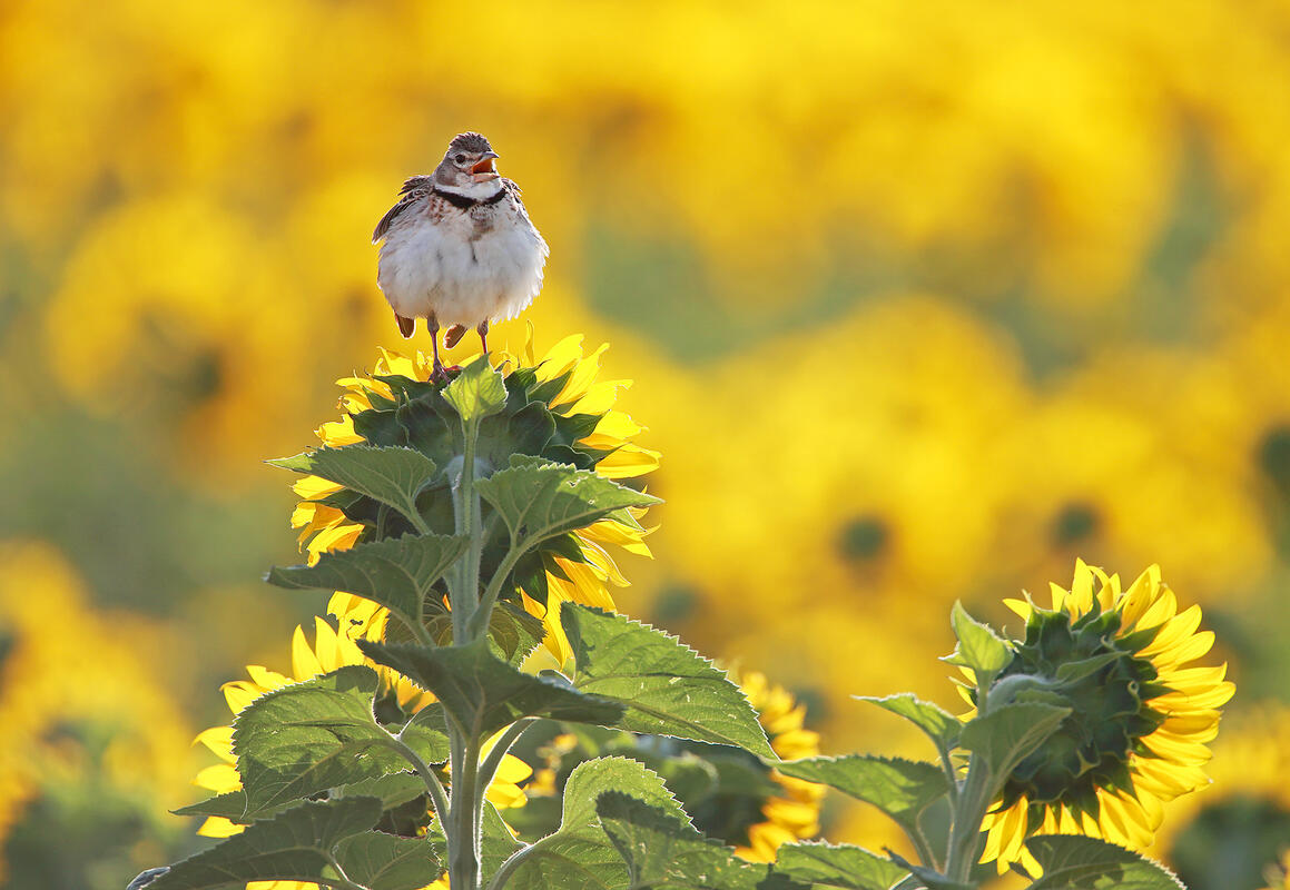 Calandra lark 