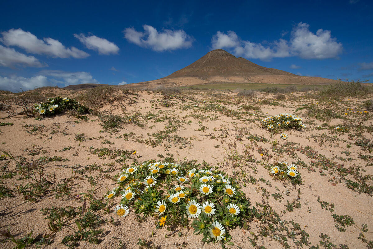Furteventura, 