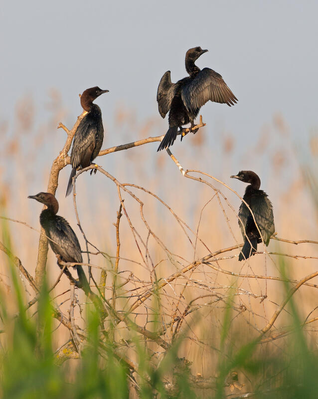 Pygmy Cormorant /Phalacrocorax pygmeus/