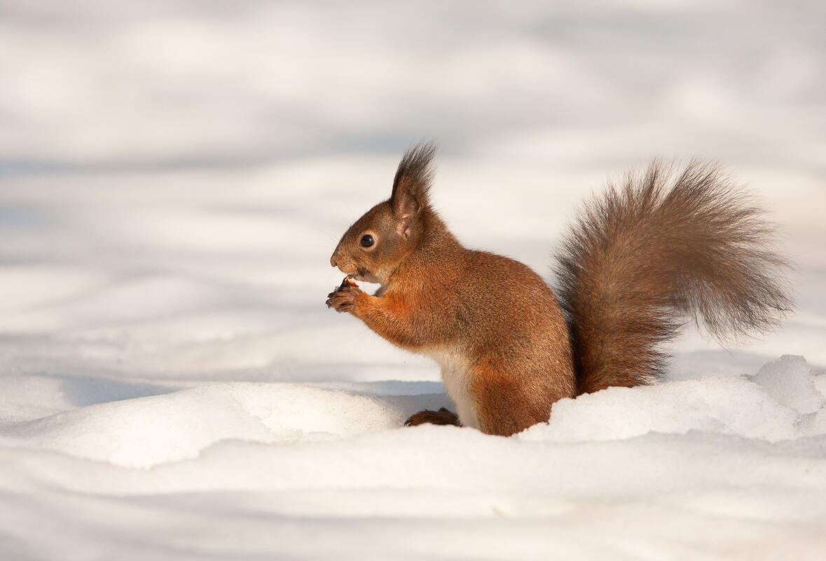 Red Squirrel /Sciurus vulgaris/