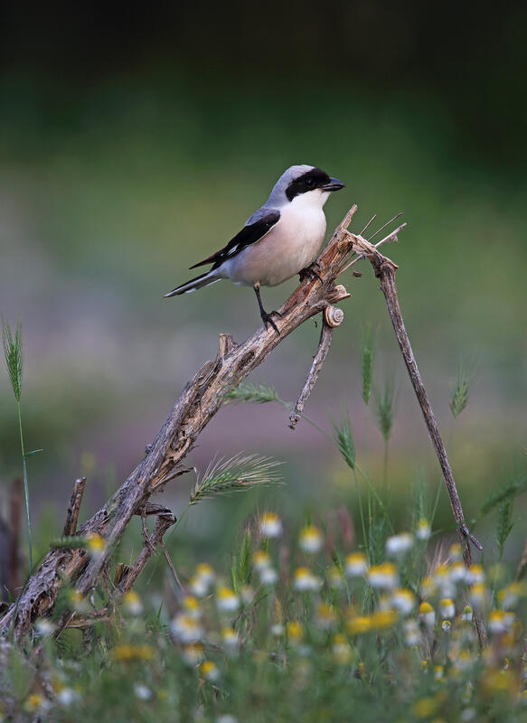 Lesser Grey Shrike / Lanius minor/