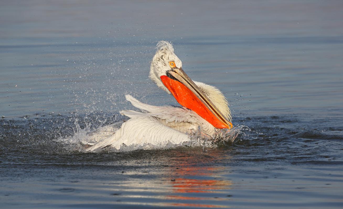 Dalmatian Pelican / Pelicanus crispus/