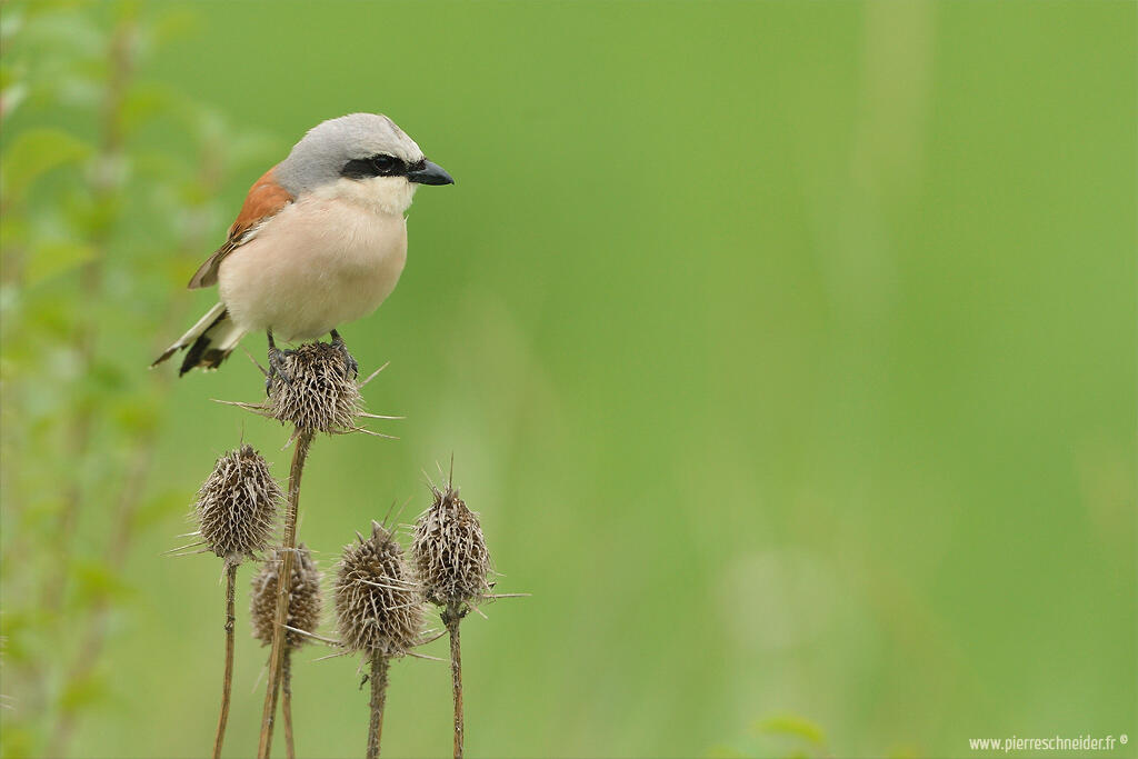 Pierre Schneider, Red-backed Shrike /Lanius collurio/