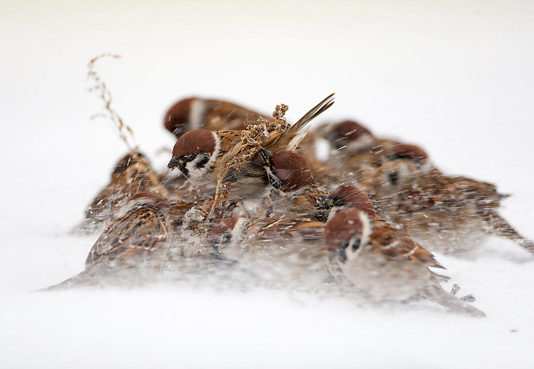 Three sparrows 