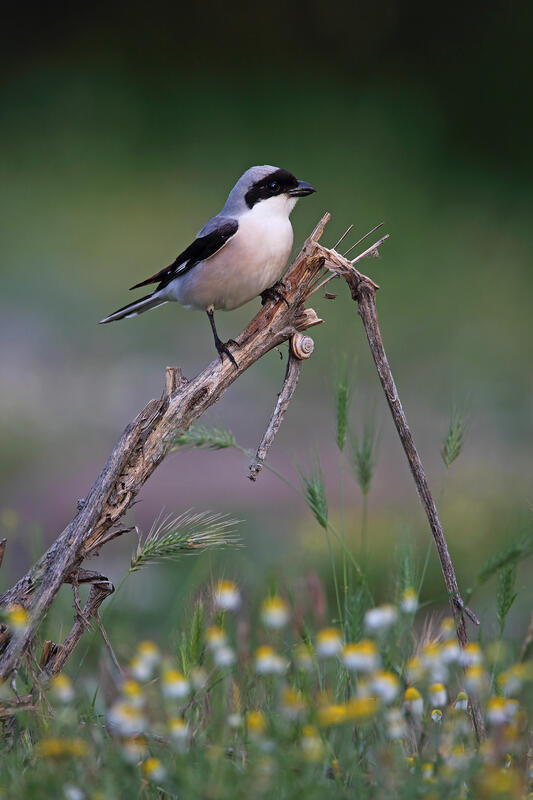 Lesser Grey Shrike / Lanius minor/