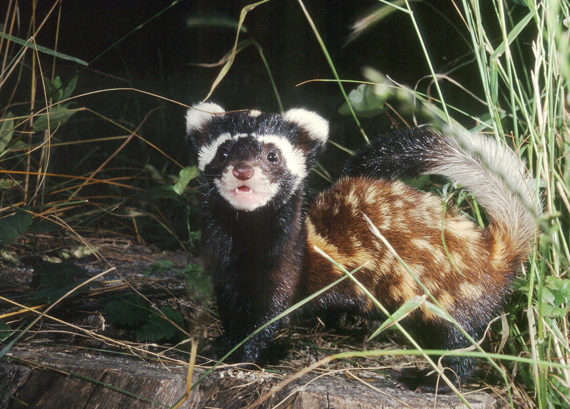 Marbled Polecat /Vormela peregusna/