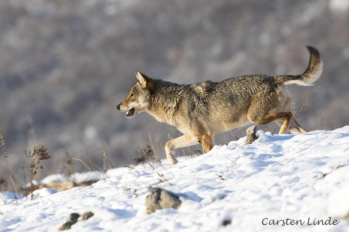 Carsten Linde, Wolf Canis lupus lupus/