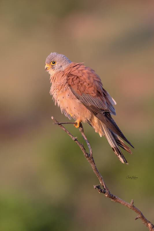 Claudia Brockman, Lesser Kestrel /Falko naumanni/, n
