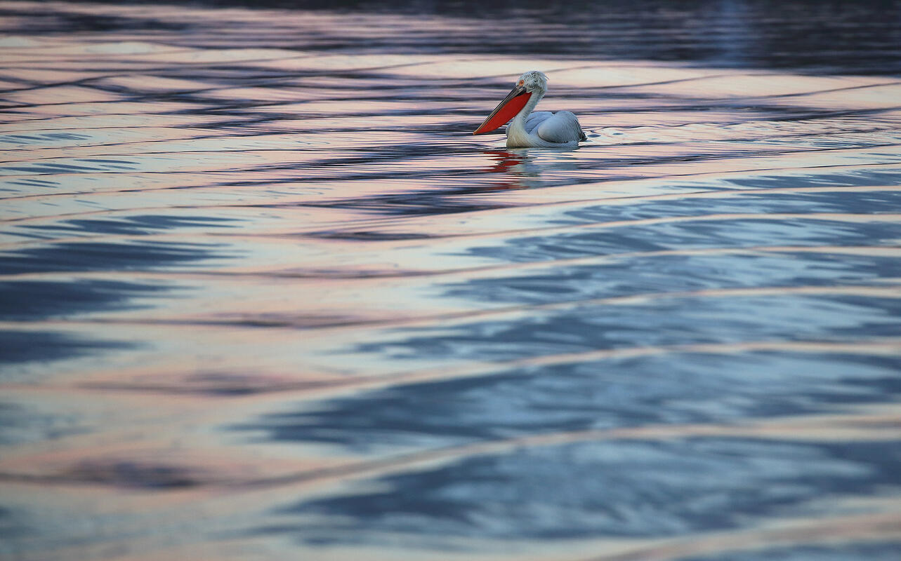 Dalmatian Pelican / Pelicanus crispus/