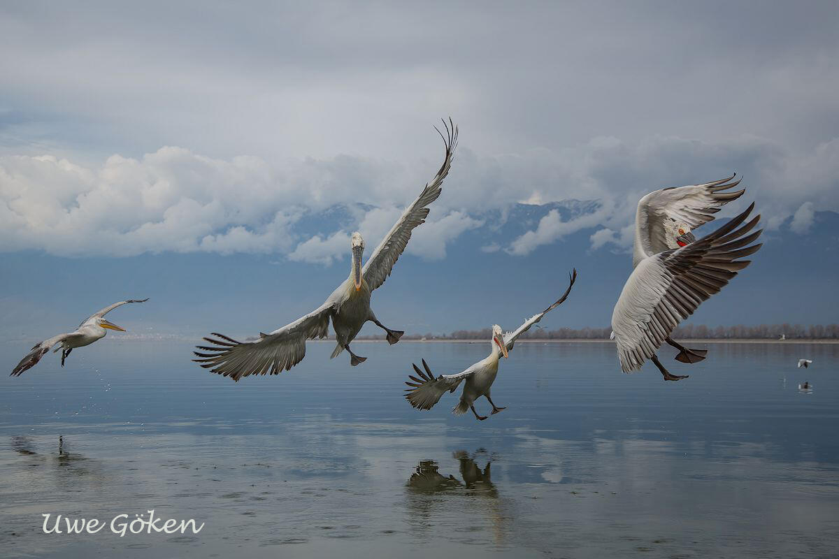 Uwe Göken, lake Kerkini, Dalmatian pelicans