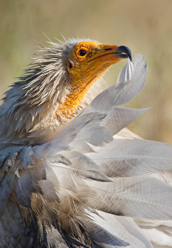 Egyptian Vulture /Neophron percnopterus/