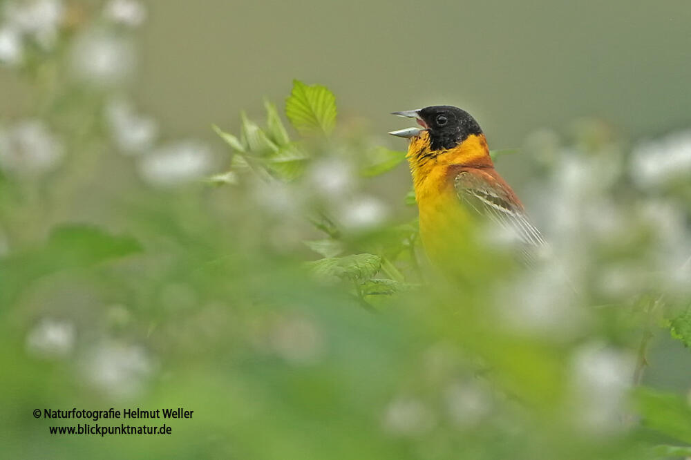 Helmut Weller, Black-headed Bunting /Emberiza melanocephala/