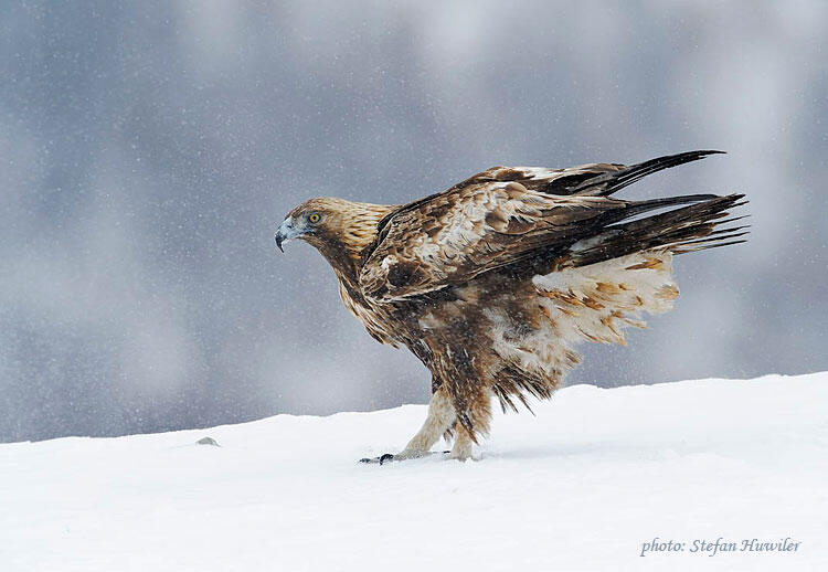 Stefan Huwiler, Golden Eagle