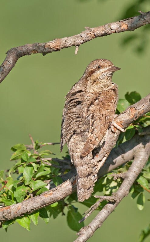 Wryneck /Jynx torquilla/