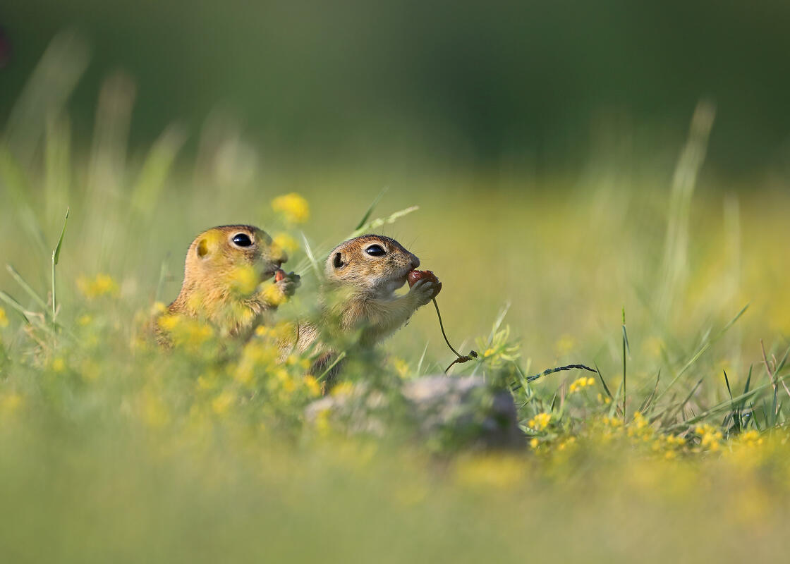 European Souslik /Spermophilus citellus/