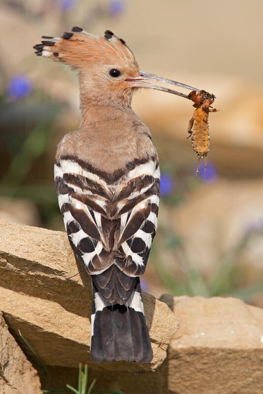 Hoopoe /Upupa epops/