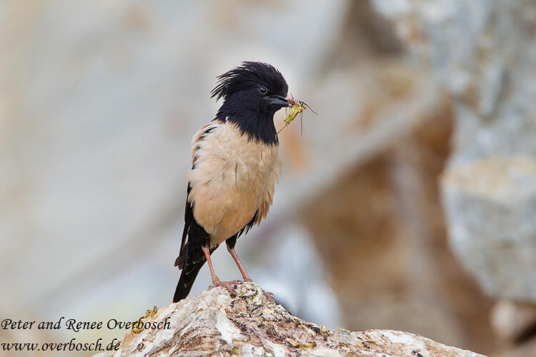 Renee Overbosch,Rose-coloured Starling / Sturnus roseus/ 