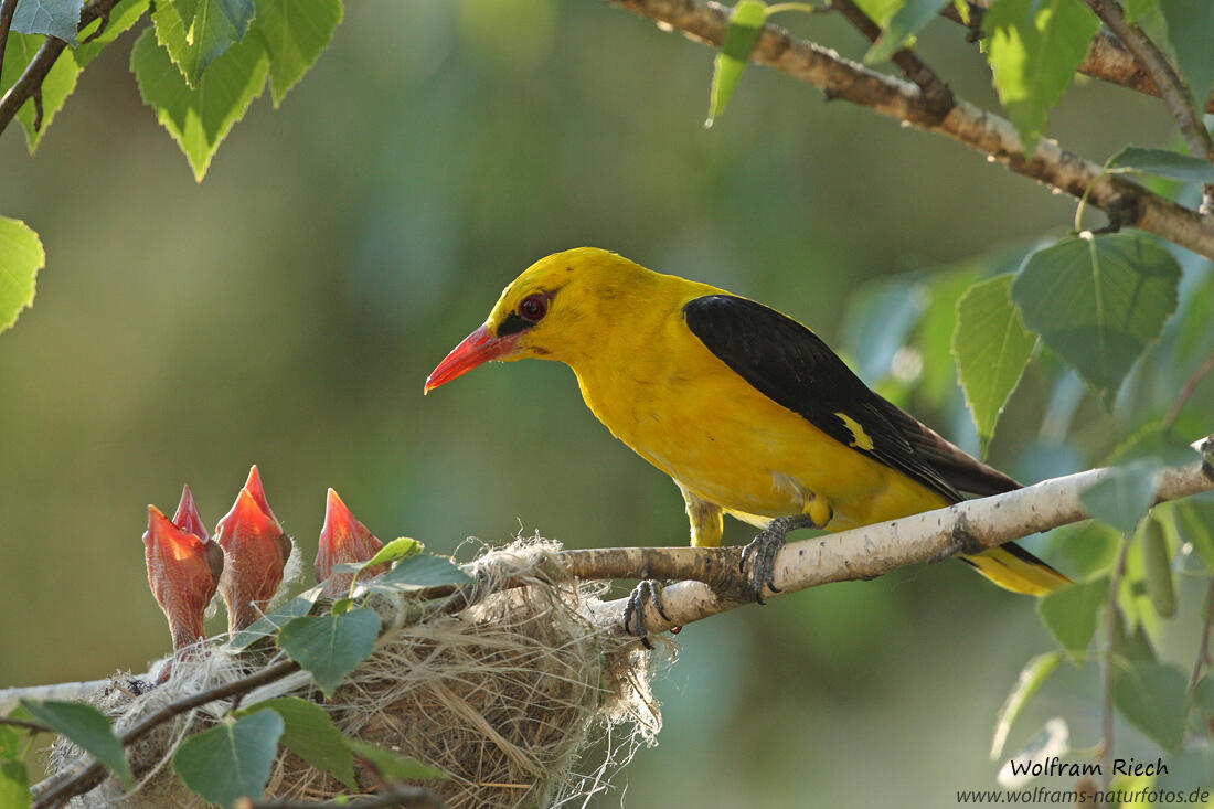 Wolfram Riech, Golden Oriole 