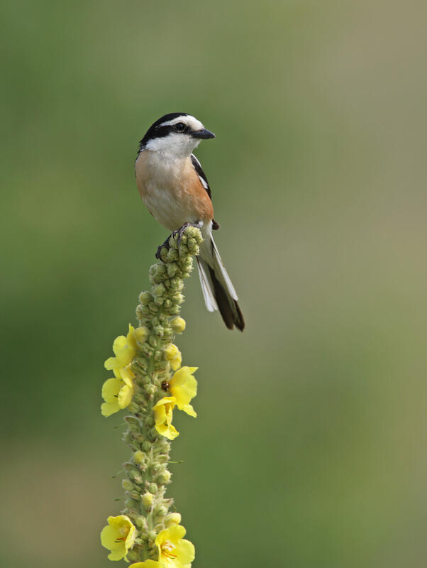 Masked Shrike /Lanius nubicus/