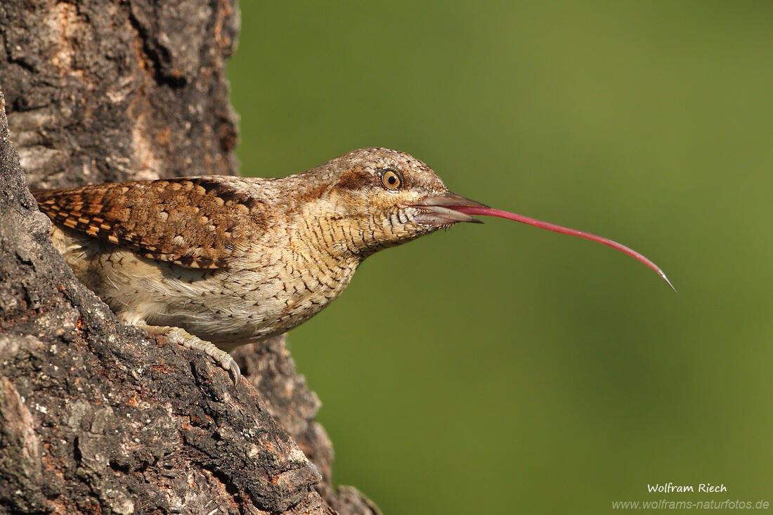 Wolfram Riech, Wryneck