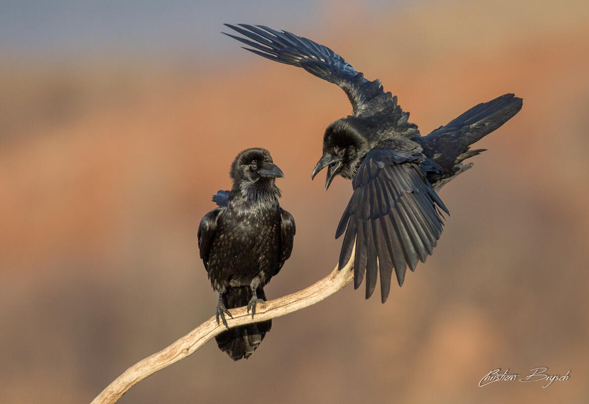 Christian Brysch, Raven