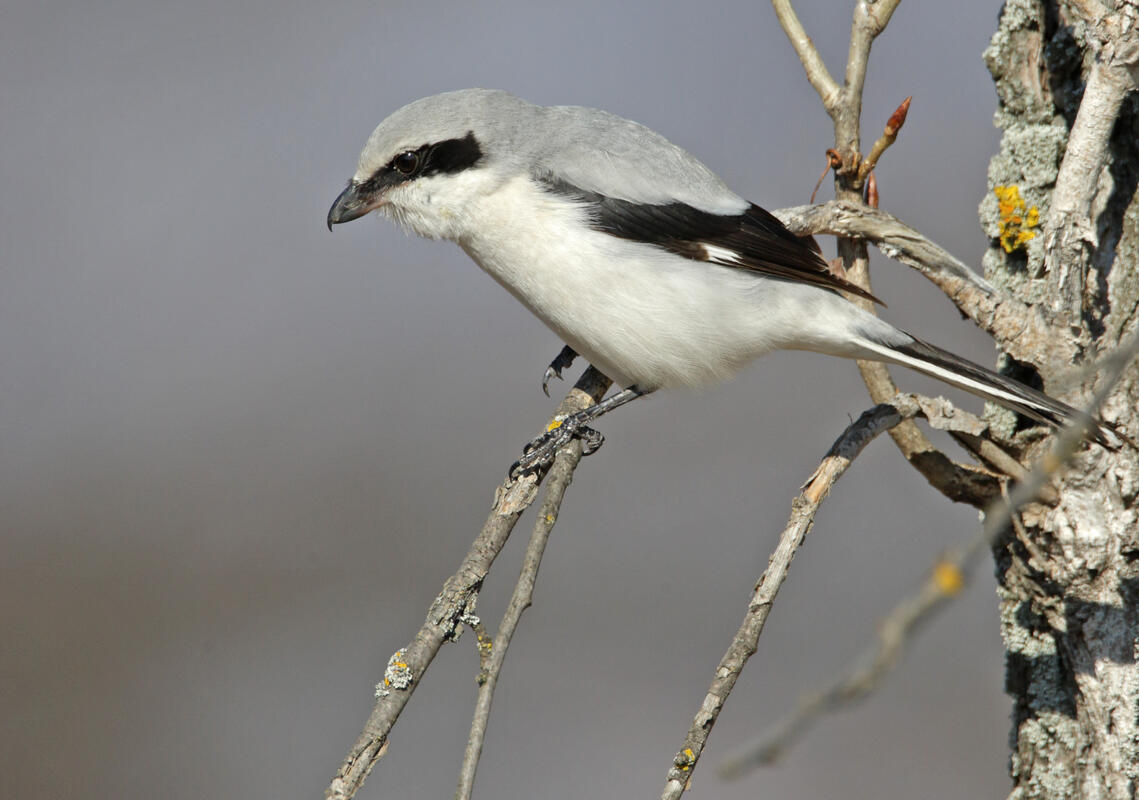 Great grey shrike /Lanius excubitor/