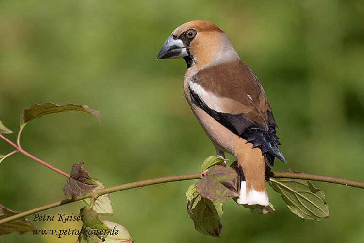 Petra Kaiser, Hawfinch /Coccothraustes coccothraustes/