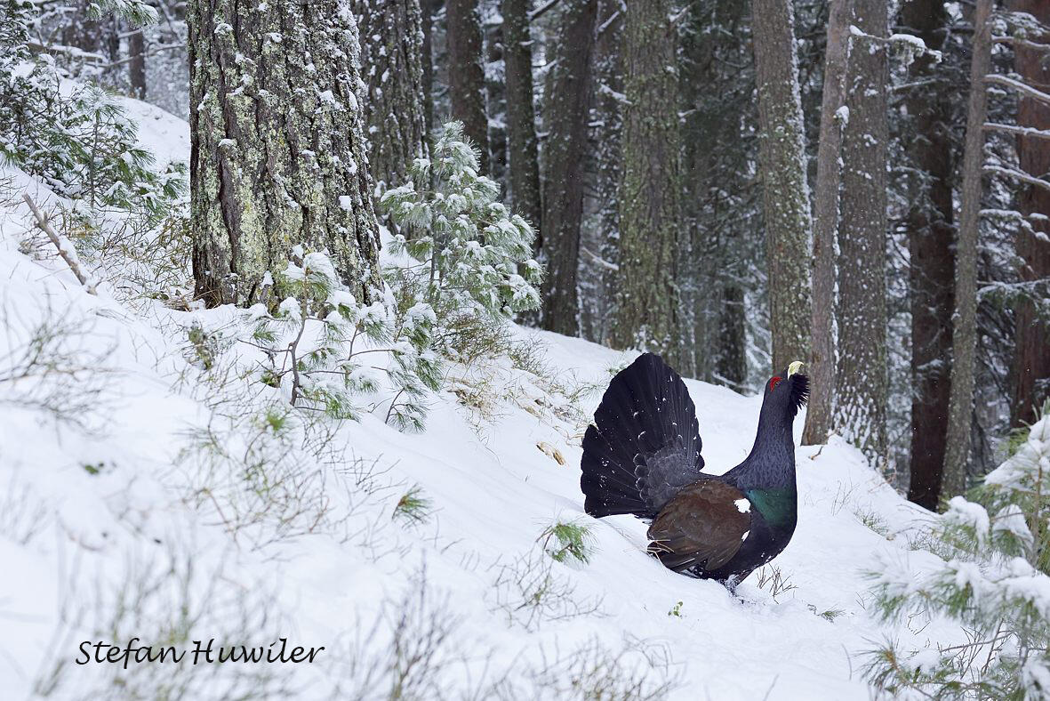 Stefan Huwiler, Capercaillie, Rila Moutain