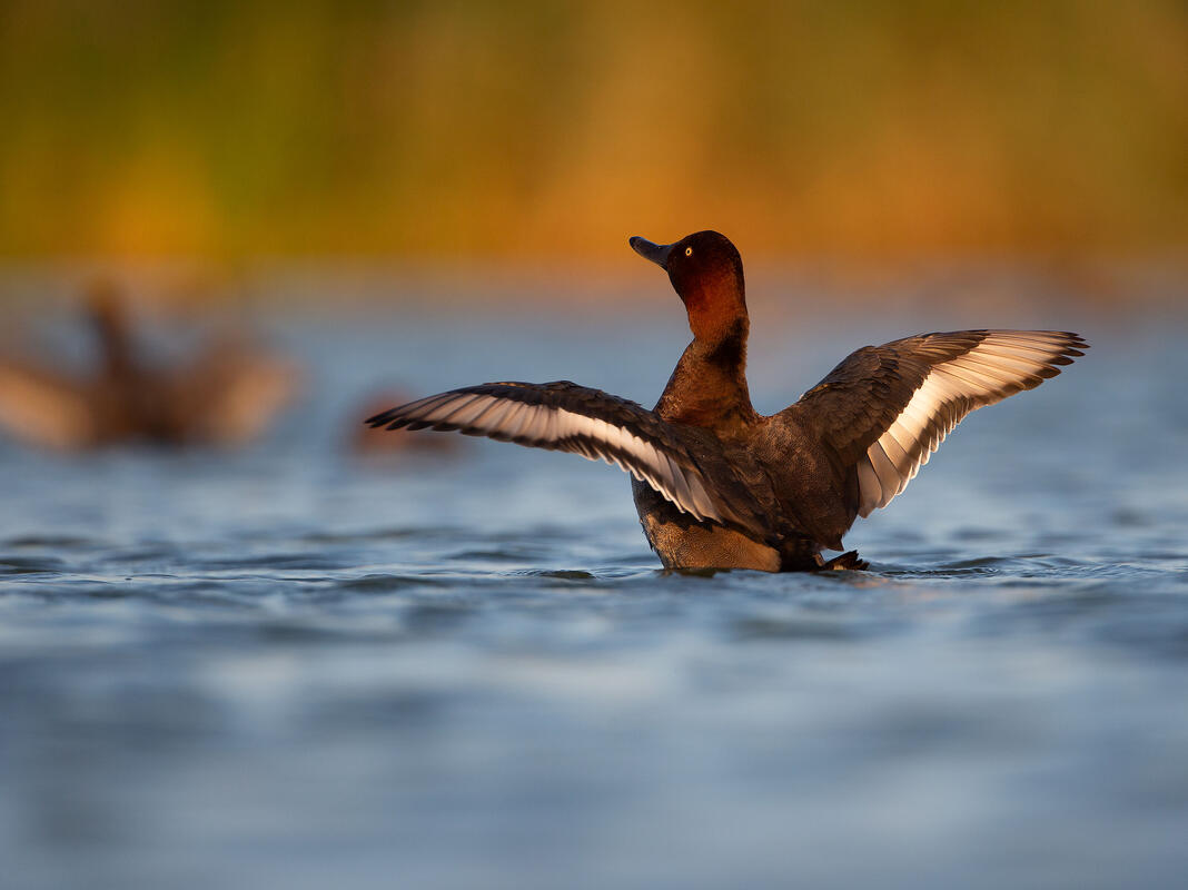 ferruginous duck 