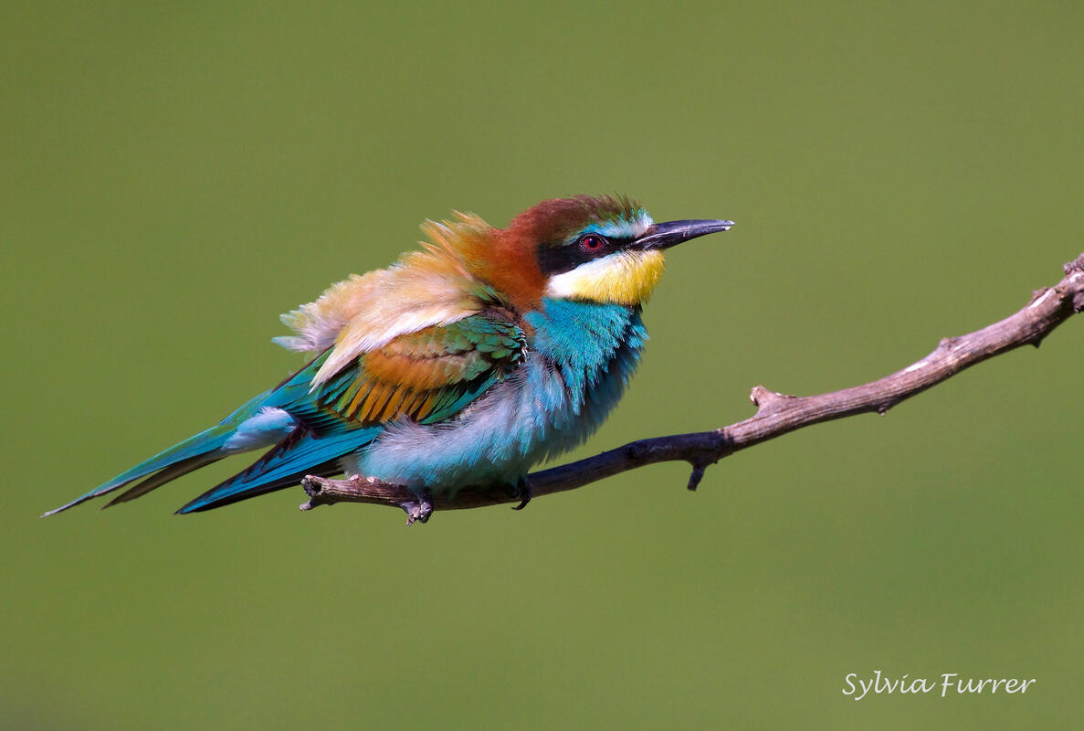 Sylvia Furrer, Bee-eater