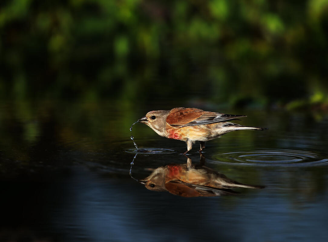 Linnet 