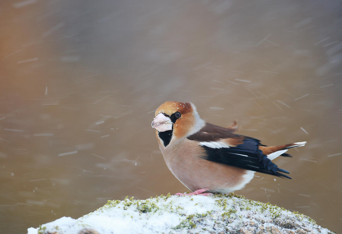 Hawfinch /Coccothraustes coccothraustes/