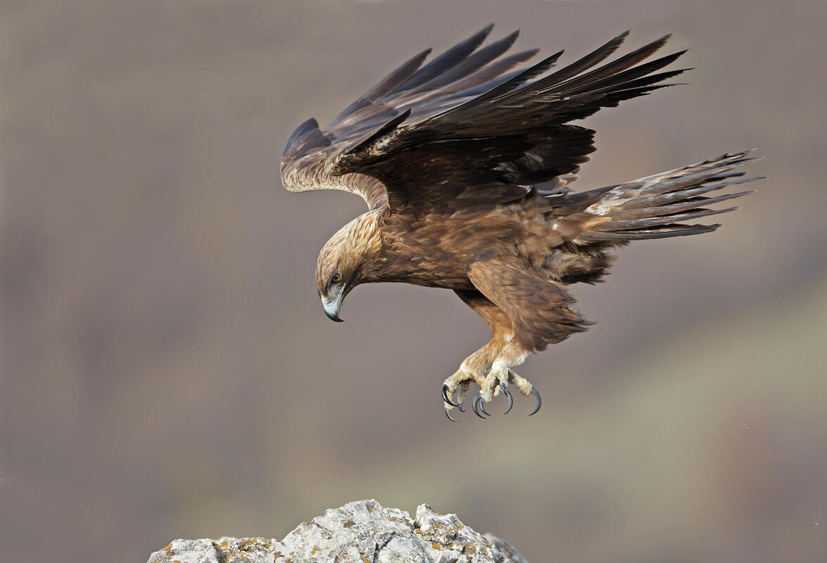 Golden Eagle