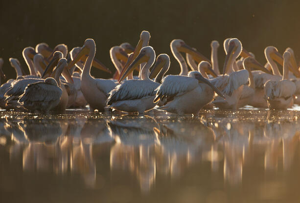 white pelicans