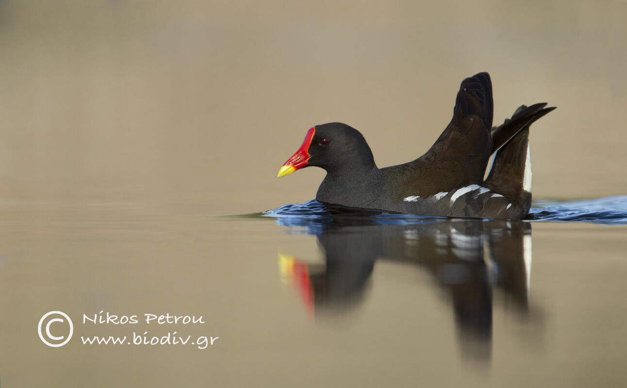 Nikos Petrou, Moorhen