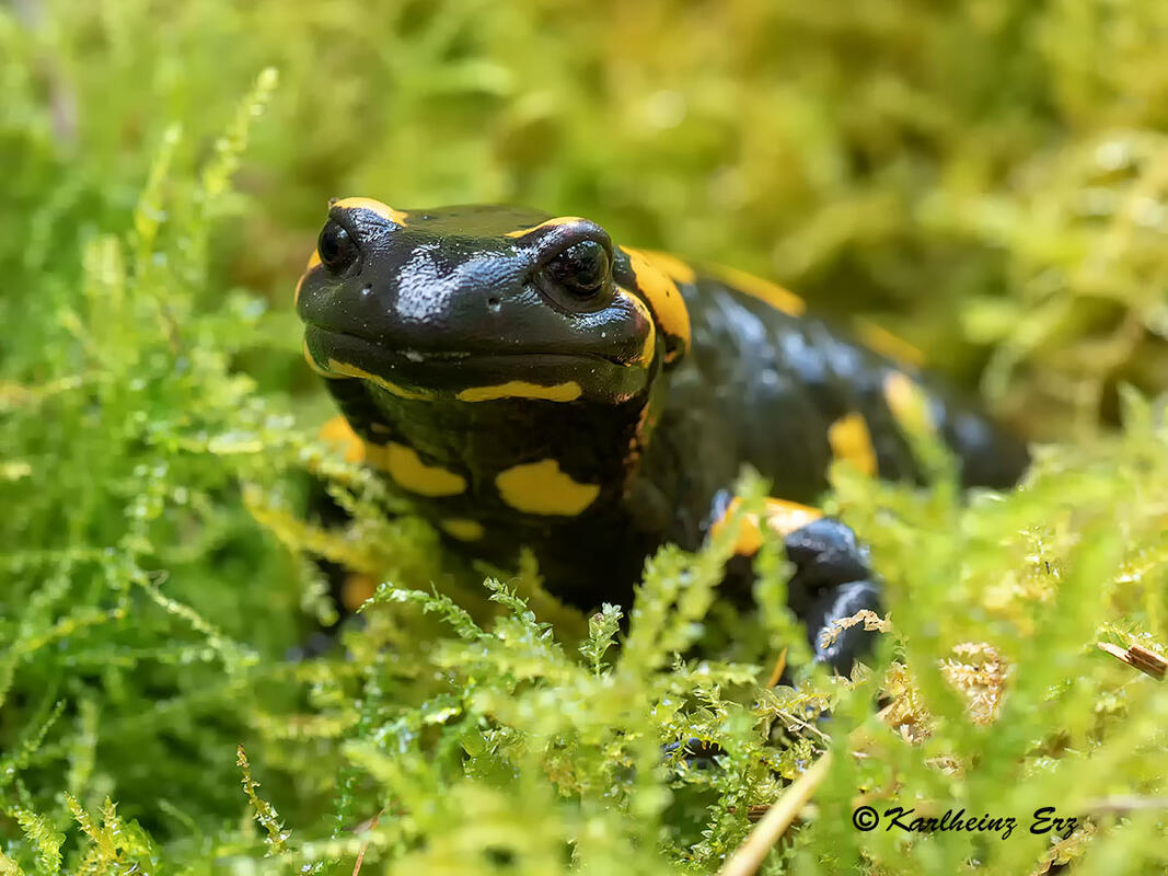 Carlheinz Erz, Fire Salammander /Salamandra salamandra/