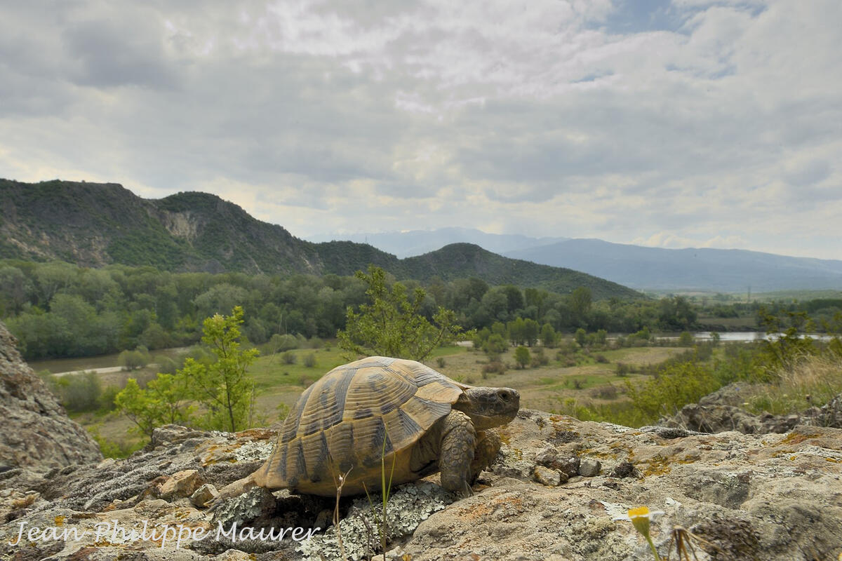 Jean-Philippe Maurer , Spur-thighed Tortoise /Testudo graeca/ 