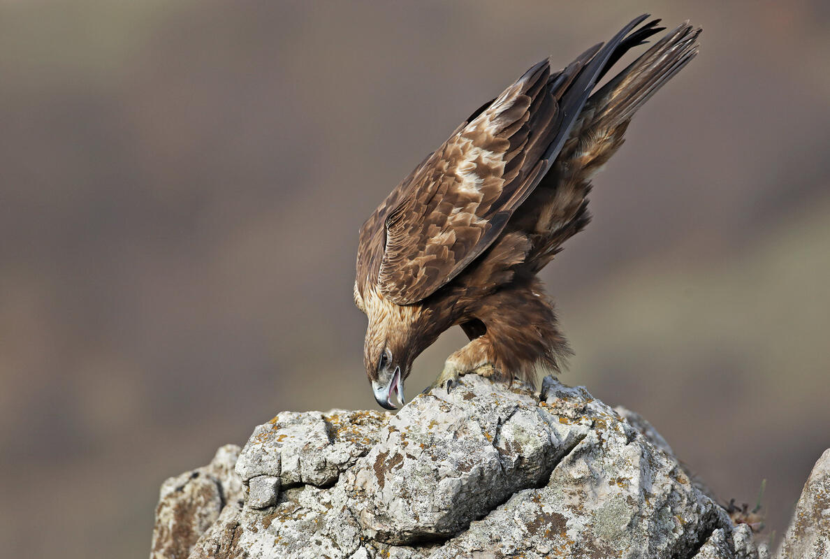 Golden Eagle /Aquila chrysaetos/