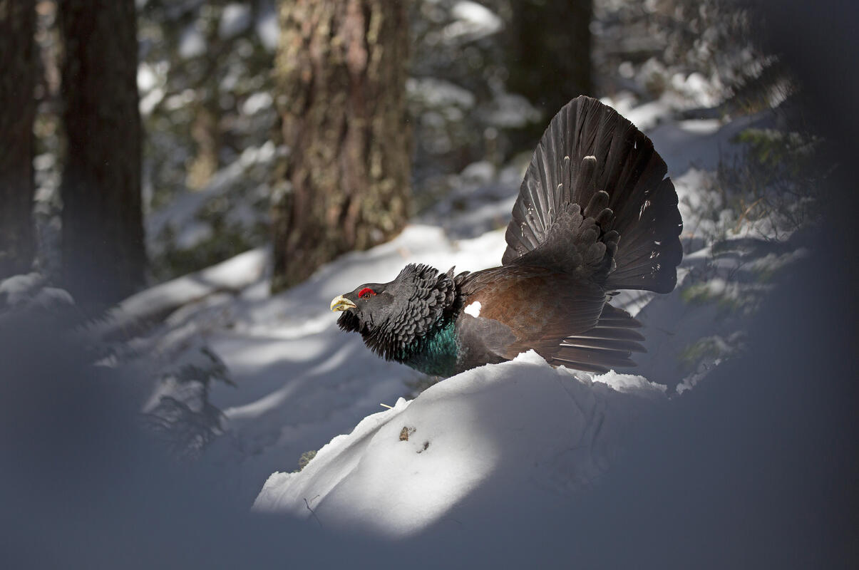 Western capercaillie Tetrao urogallus /Tetrao urogallus/
