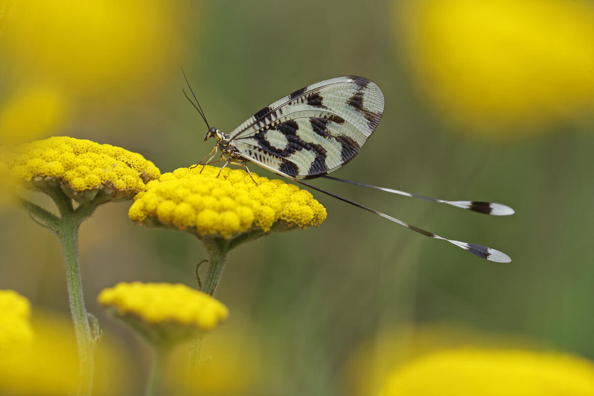 Spoonwing Lacewing /Nemoptera sinuata/