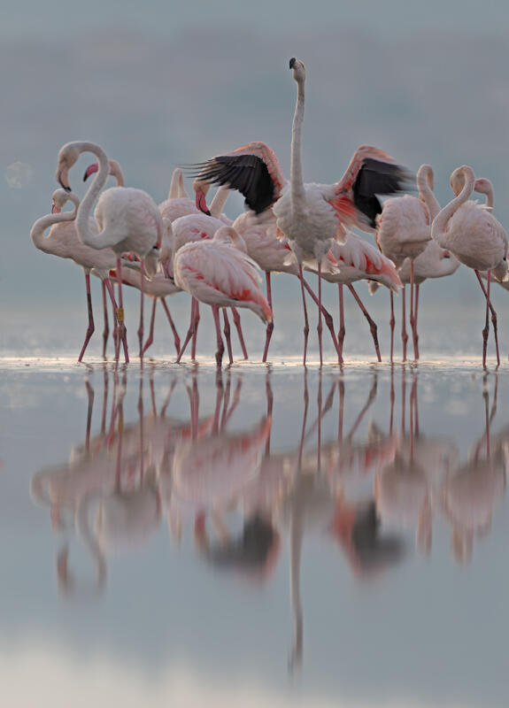 great flamingo
