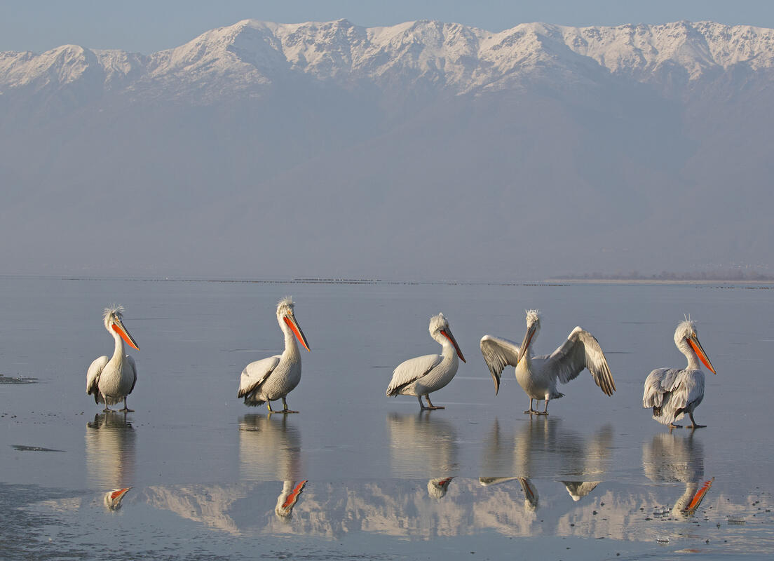Lake Kerkini with Dalmatian pelicans