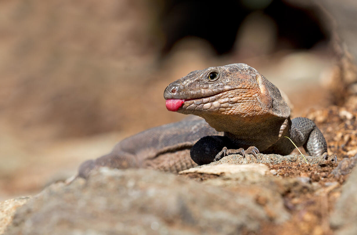 Gran Canaria giant lizard /Gallotia stehlini/