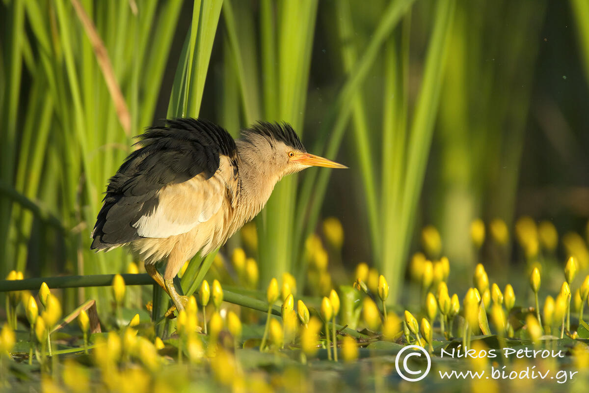 Nikos Petrou,  little bittern  /Ixobrychus minutus/