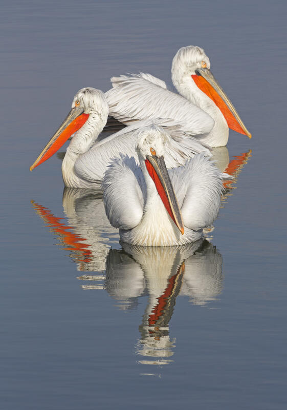Dalmatian pelicans