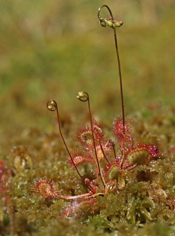 Drosera rotundifolia