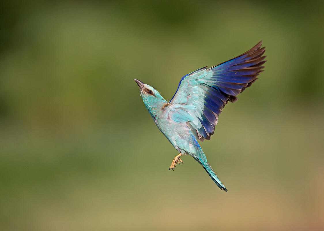 European roller (Coracias garrulus)