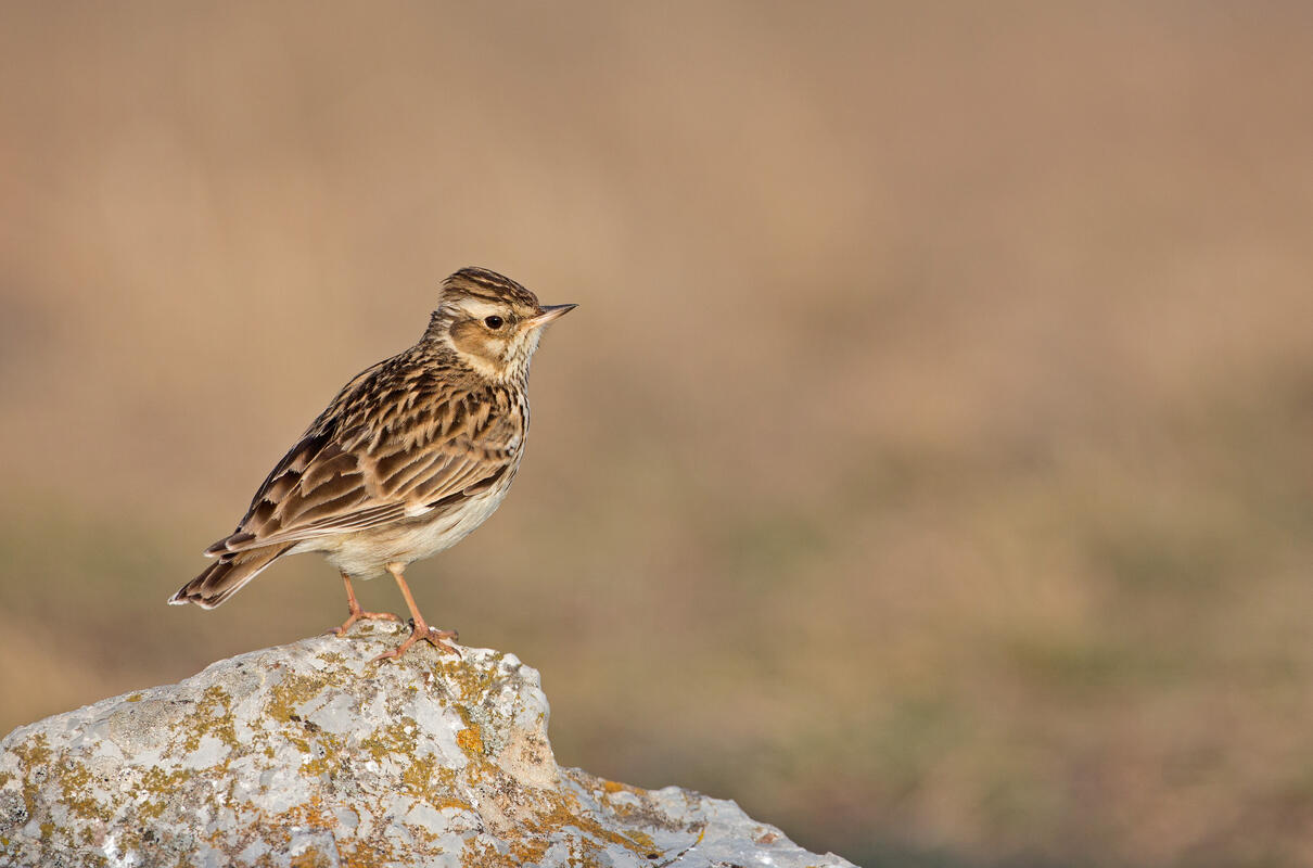 Woodlark /Lullula arborea/