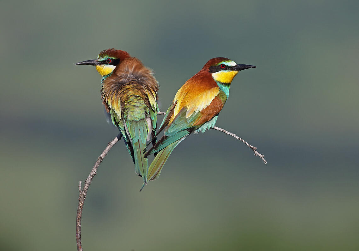 Bee-eater /Merops apiaster/