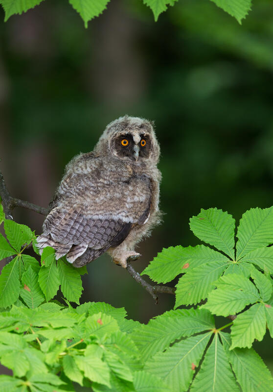 Long-eared Owl / Asio otus/